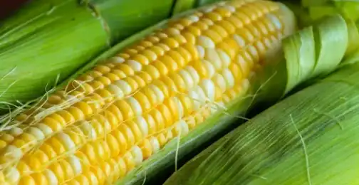 Is hydrolyzed corn protein safe to eat?